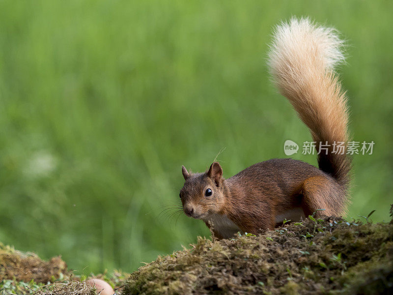 苏格兰红松鼠(Sciurus vulgaris)